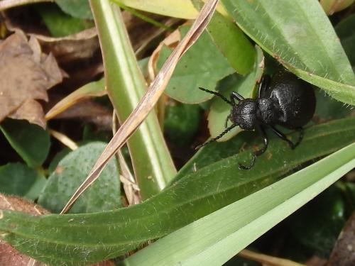 Meloe rugosus